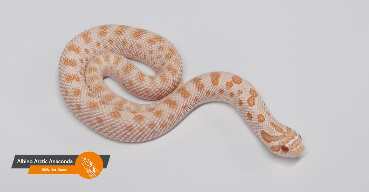 Albino Arctic Anaconda 100% het Snow