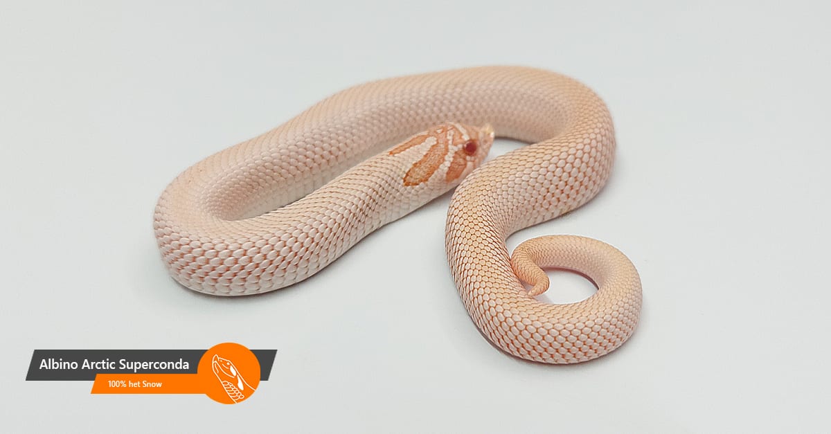 Albino Arctic Superconda Albino Arctic Superconda