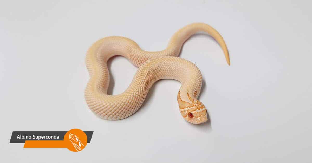 Albino Superconda