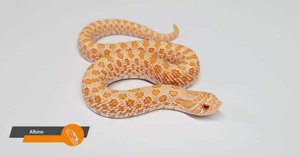 Albino