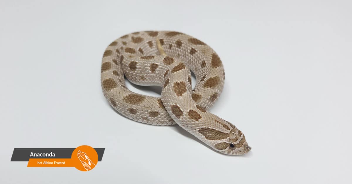 Anaconda 100% het Albino Frosted