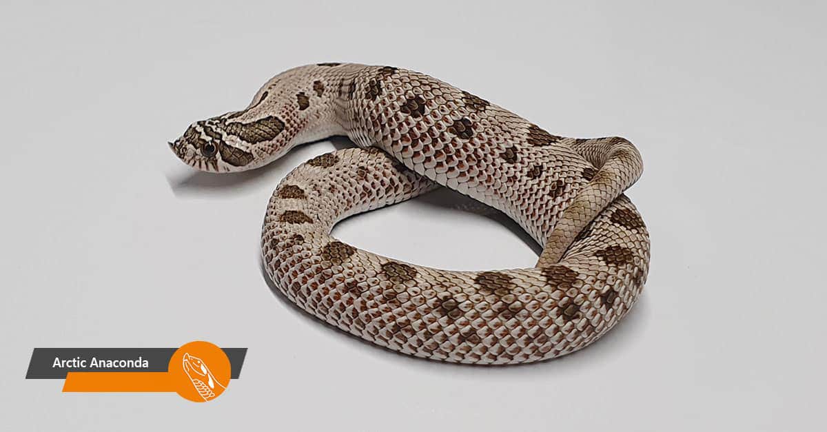 Arctic Anaconda