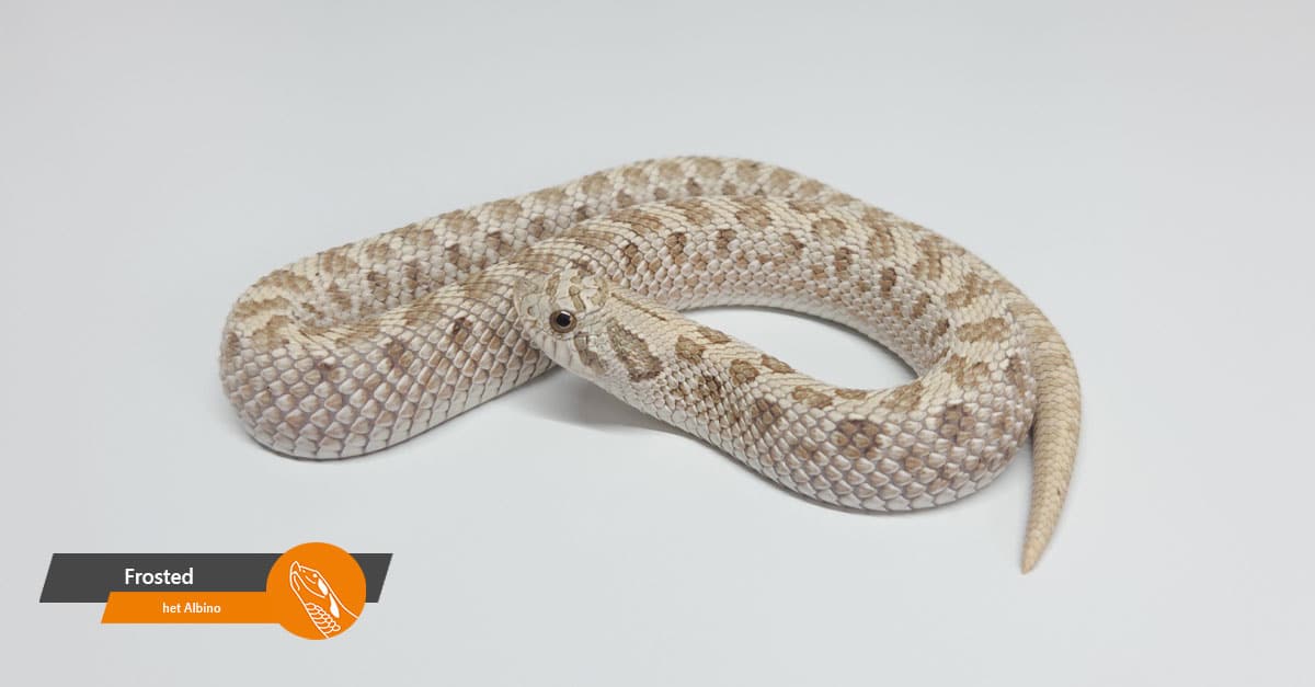 Frosted 100% het Albino