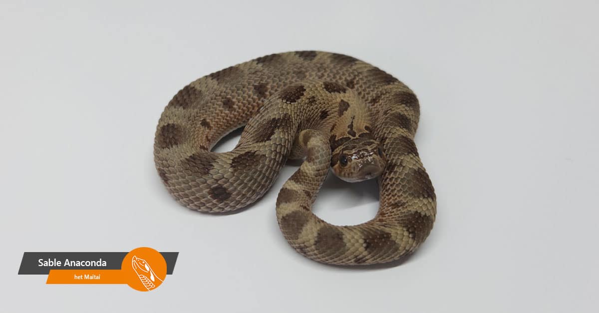 Sable Anaconda 100% het Maitai