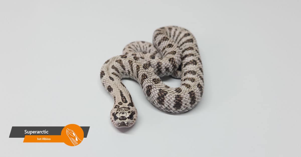 Superarctic 100% het Albino