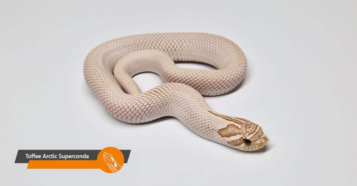 Toffee Arctic Superconda