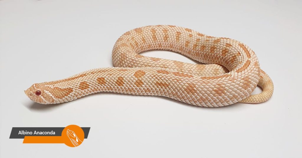 Albino Anaconda