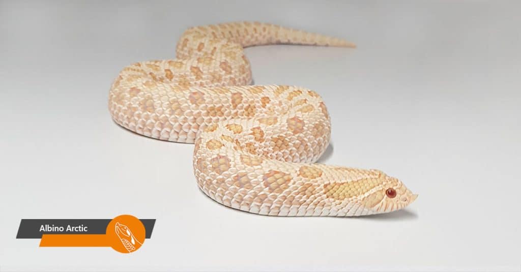 Albino Arctic