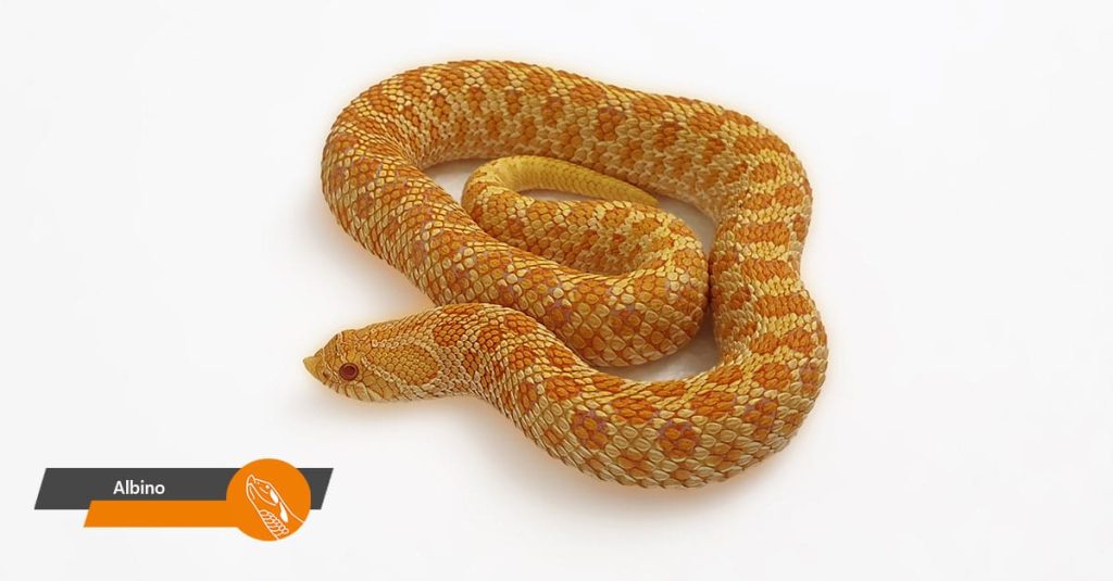 Albino