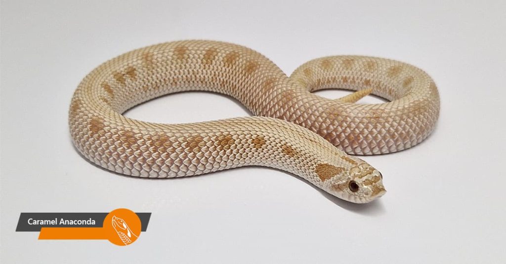 Caramel Anaconda
