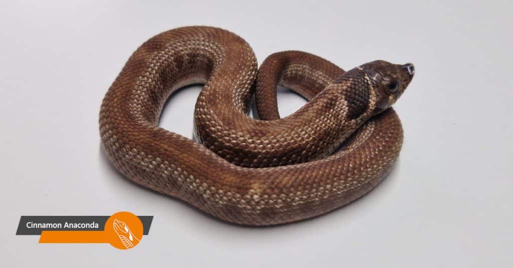 Cinnamon Anaconda