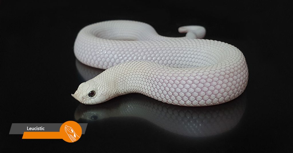 Leucistic