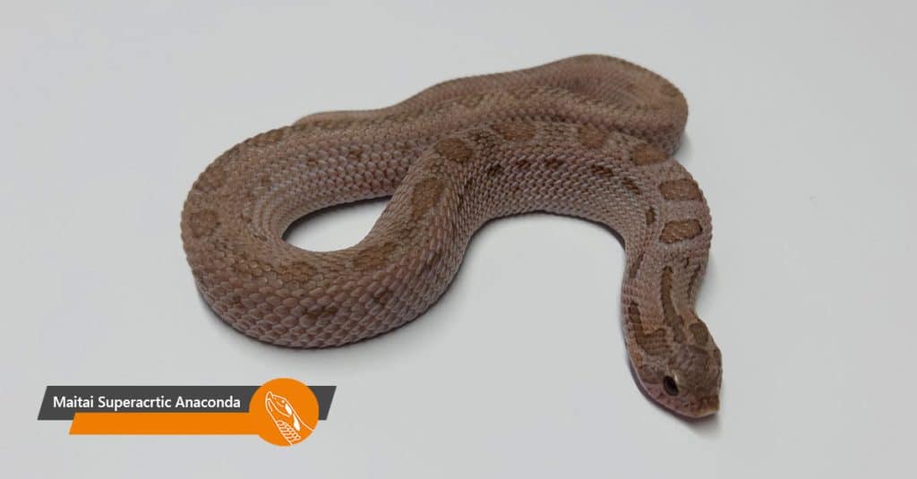 Maitai Superarctic Anaconda