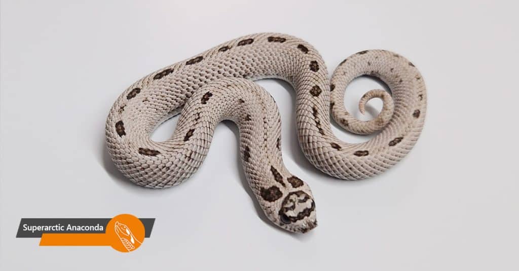 Superarctic Anaconda