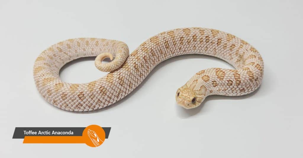 Toffee Arctic Anaconda