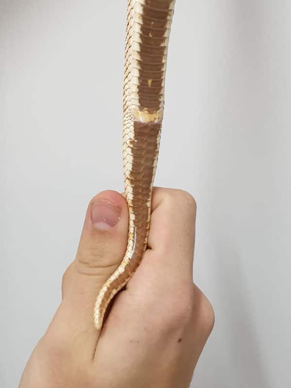 female hognose