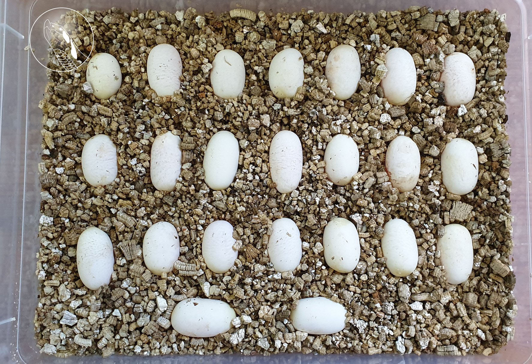 Western hognose snake eggs