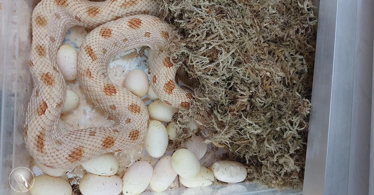 Western hognose snake laying eggs