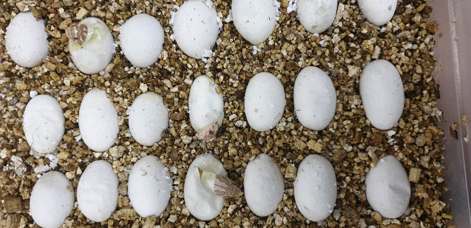 Western hognose snakes hatching