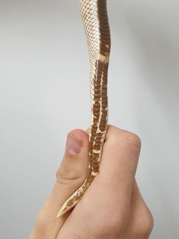 male hognose