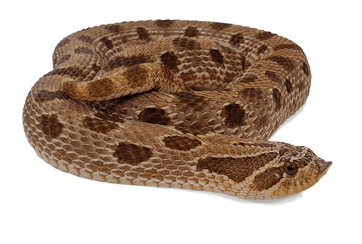 hognose contact