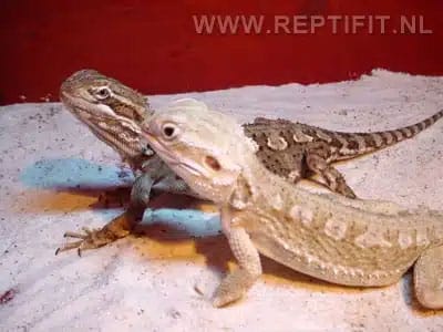 hypomelanistic pogona henrylawsoni male