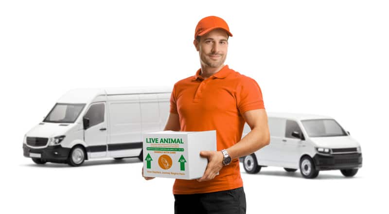 reptifit transport