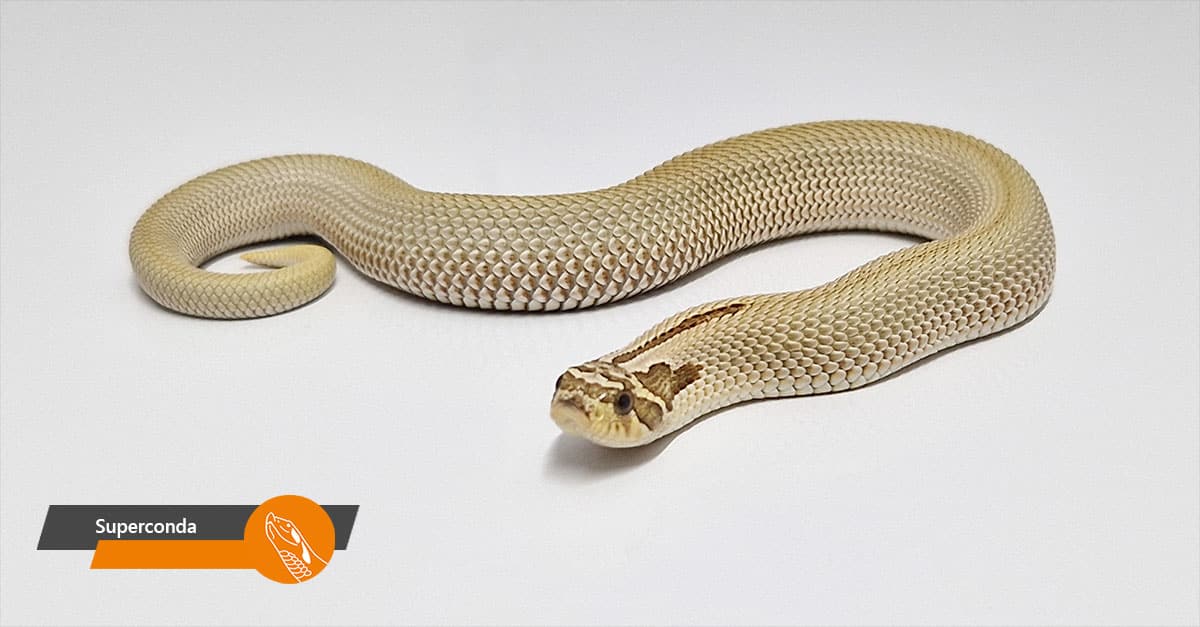 Haakneus mutaties uit | Reptifit -