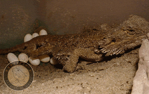 Bearded dragon laying eggs