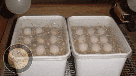 Bearded dragon eggs in the incubator