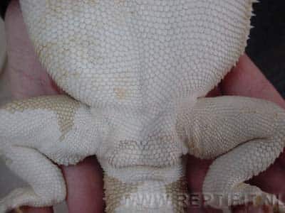 Females also have these pores, their much smaller then with the males and hard to see