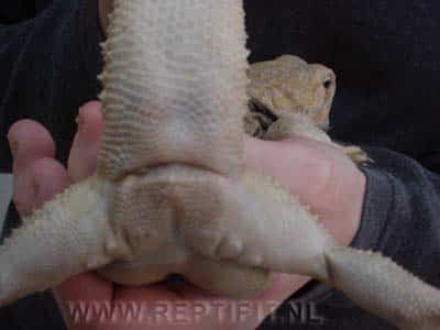 Males have two lumbs, these are the hemipenisses