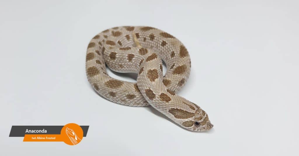 aanbod anaconda het albino frosted