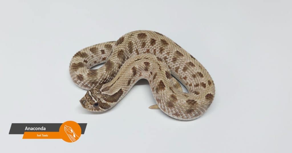 aanbod anaconda het toxic