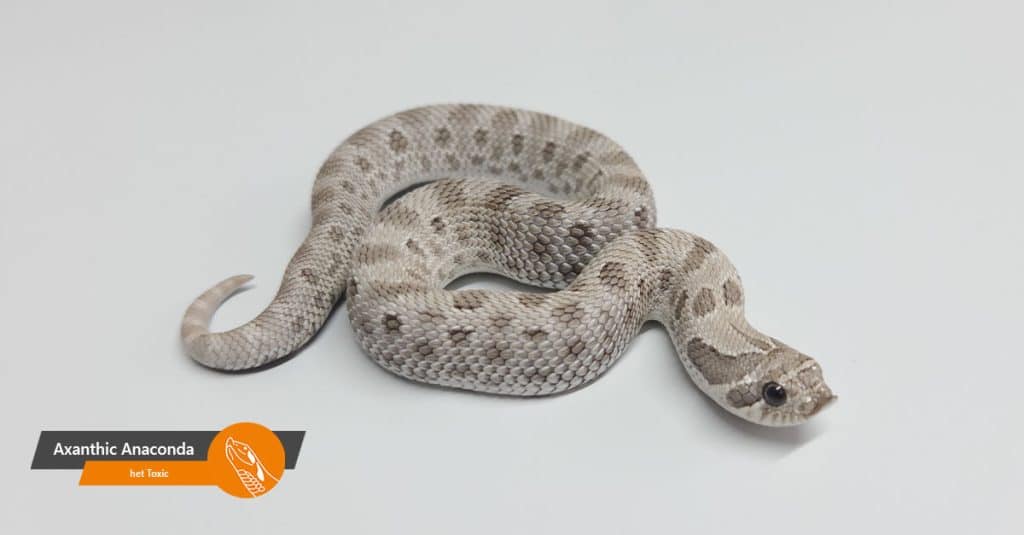 aanbod axanthic anaconda het toxic