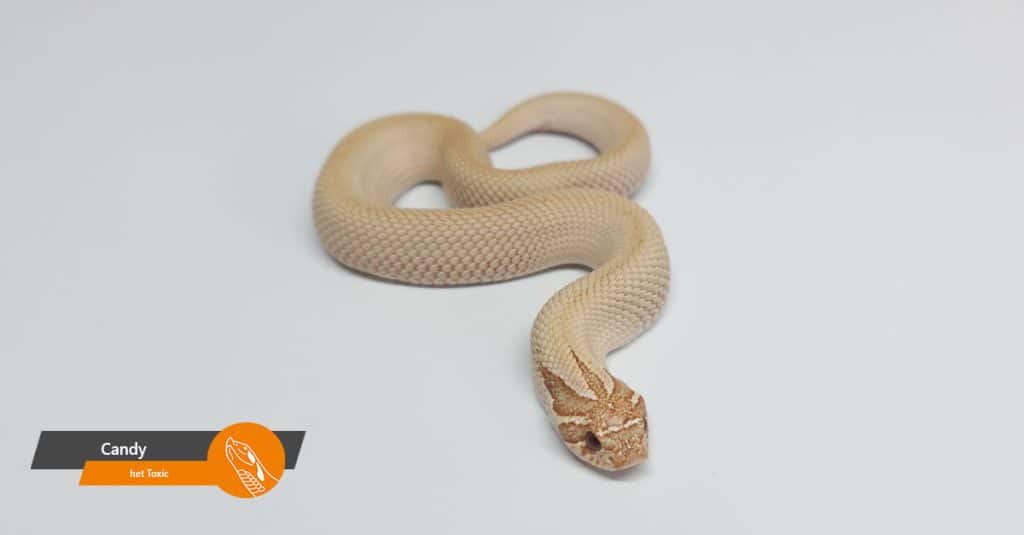 aanbod candy het toxic