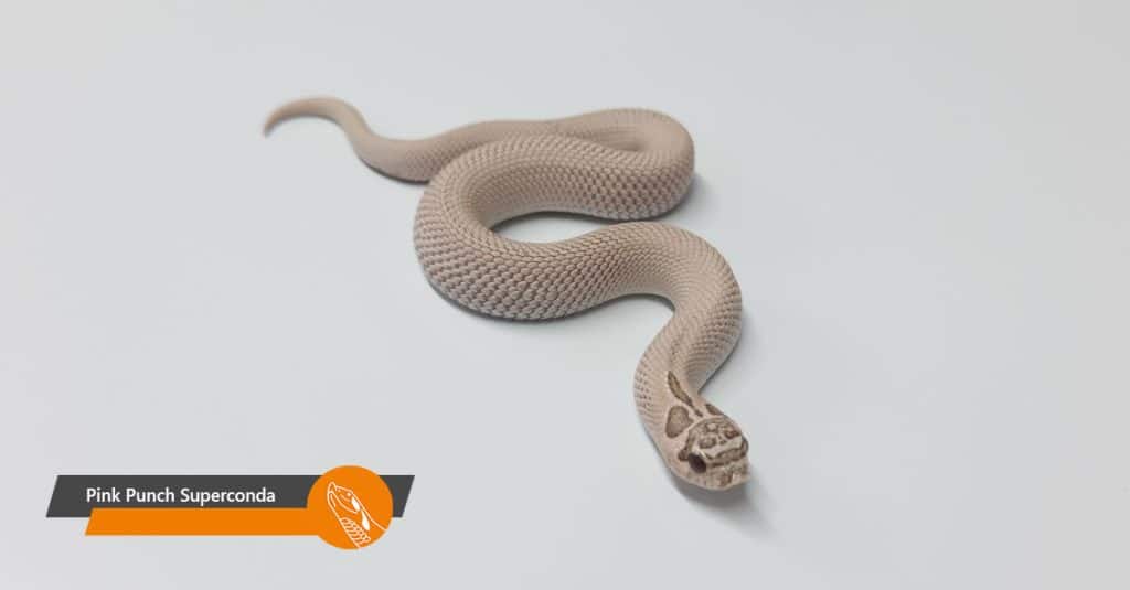 aanbod pink punch superconda