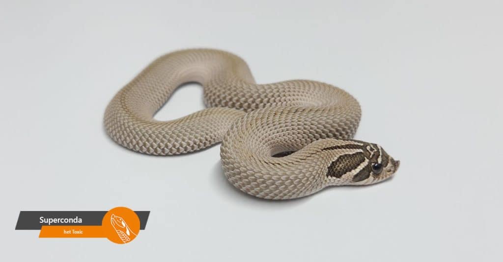 aanbod superconda het toxic