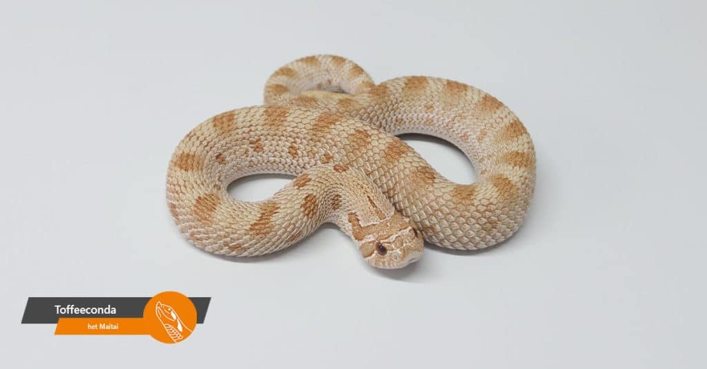 aanbod toffeeconda het maitai