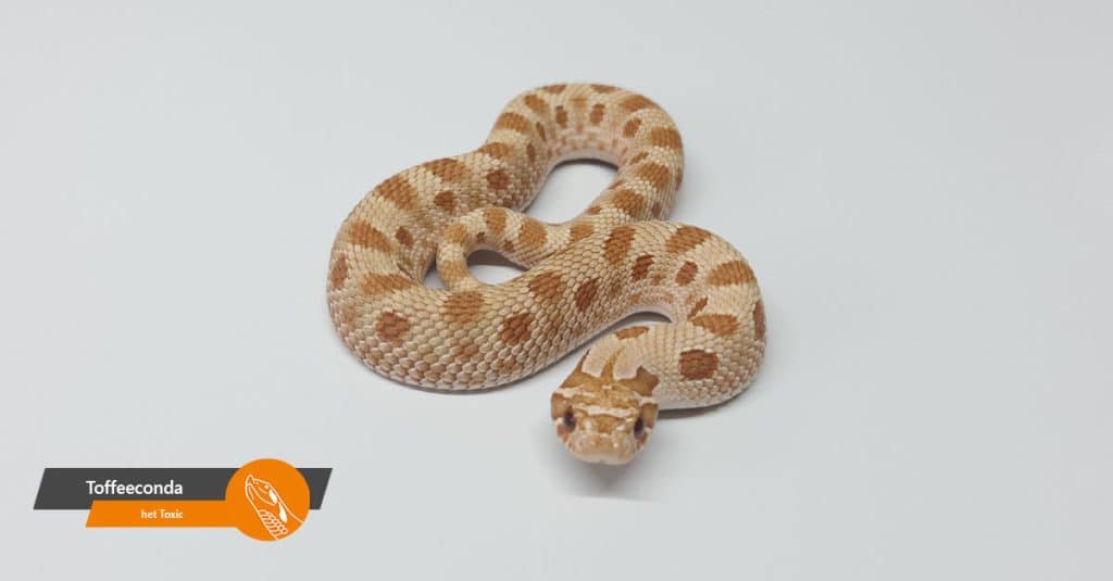 aanbod toffeeconda het toxic