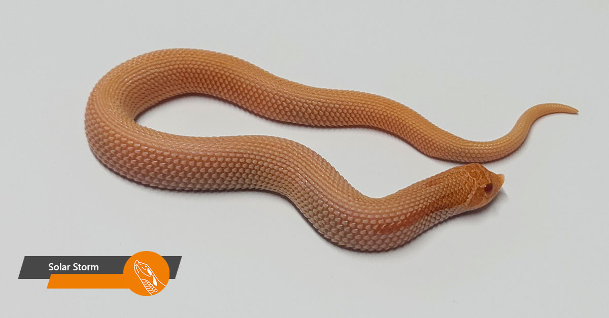 solar-storm solar storm